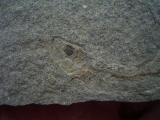 Leptolepis bronni Lias