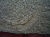 Leptolepis bronni Lias