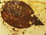 Blatt aus Messel