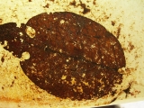 Blatt aus Messel