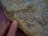 Solnhofen Rhamphorhynchus Knochen