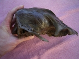 Rothirsch Weibchen Schädel