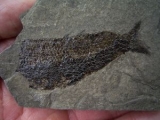 Seefeld Trias Fisch #4 Pholidophorus