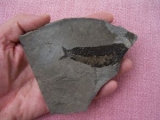 Seefeld Trias Fisch #5 Pholidophorus
