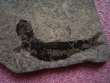 Seefeld Trias Fisch #8 Pholidophorus