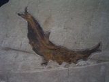 Fisch frisst Fisch # 4