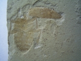 Käfer