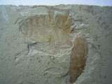 Käfer