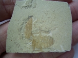Käfer