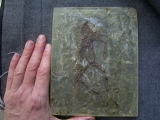 Frosch aus Messel