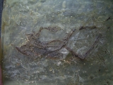 Frosch aus Messel
