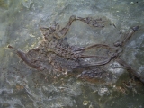 Frosch aus Messel