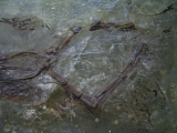 Frosch aus Messel
