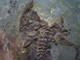 Frosch aus Messel