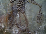 Frosch aus Messel