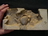 Sintered crab from Turkey