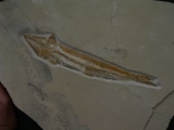 Prinolepis Fisch Fossil