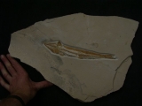 Prinolepis Fisch Fossil