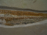 Prinolepis Fisch Fossil