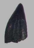 Pteranodon Zahn aus Wyoming