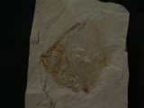 Pycnosteroides and shrimp