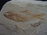 Sendenhorstia Fisch Fossil #1