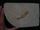 Sendenhorstia Fischfossil
