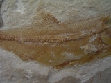 Sendenhorstia Fischfossil