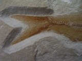 Sendenhorstia Fischfossil