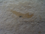 Sendenhorstia Fischfossil