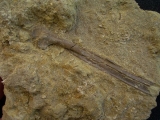Paleolodus Knochen tibia #2