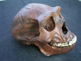Schädel Homo Erectus