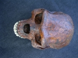 Schädel Homo Erectus