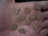 Dino-Eierschalen von Hypselosaurus # 1