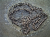 Messel Schlange, beide Seiten