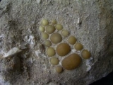 Pycnodus pellei jaw #3