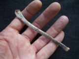 Pterosaurier Knochen aus Marokko
