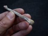 Pterosaurier Knochen aus Marokko