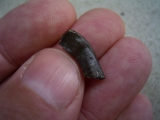 Palaeotherium Schneidezahn - frühes Pferd