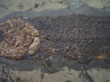 Messel Fisch Cyclurus # 3