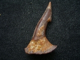 Sawfish tooth Onchipristis # 1
