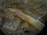 Sawfish tooth Oncoprestus, Phosphat mines