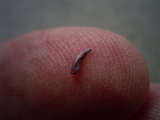Preondactylus Rare triassic Pterosaur tooth