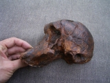 Australopithecus africanus STW 505