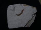 Fisch frisst Fisch aus dem Pleistozän von El Salvador