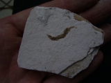 Fisch frisst Fisch aus dem Pleistozän von El Salvador