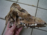 Pig skull, pleistocene age, found in the US
