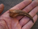 Huge Dinosaur Claw Raptor