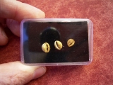 Kauri snails Pliocen age # 2