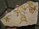 Fischli-Flinz aus Solnhofen
